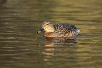 Mallard duck (Anas platyrhynchos) adult female bird on the water of a lake, England, United Kingdom