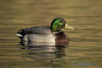 Mallard duck (Anas platyrhynchos) adult male bird on the water of a lake, England, United Kingdom