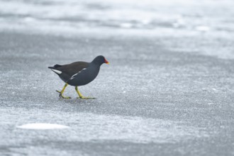 Moorhen (Gallinula chloropus) adult bird on the frozen ice of a lake in winter, England, United