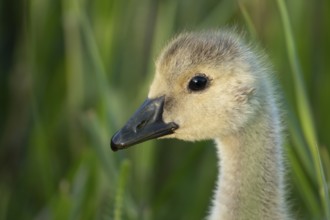 Greylag goose (Anser anser) juvenile baby gosling bird head portrait in summer, England, United