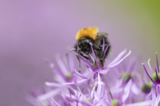 Tree bumblebee (Bombus hypnorum) adult bee insect feeding on a garden purple Allium flower in