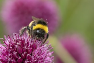 Buff tailed bumblebee (Bombus terrestris) adult bee insect feeding on a garden Allium flower in
