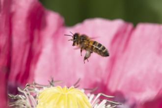 Honey bee (Apis mellifera) adult insect flying from a garden poppy flower in summer, England,