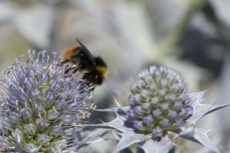 Red tailed bumblebee (Bombus lapidarius) adult bee insect feeding on Sea holly flowers in summer,
