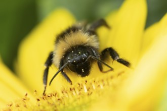 Buff tailed bumblebee (Bombus terrestris) adult bee insect feeding on a garden sunflower flower in