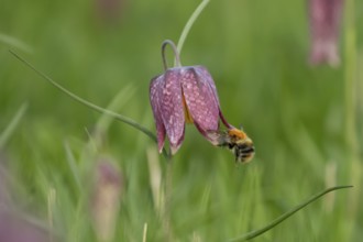 Common carder bumblebee (Bombus pascuorum) adult bee insect flying towards a Snake's head