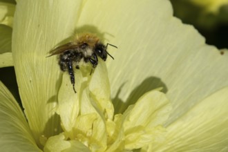 Bumblebee (Bombus spp) adult bee insect on a garden flower in summer, England, United Kingdom