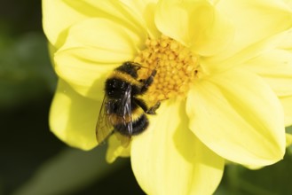 Buff tailed bumblebee (Bombus terrestris) adult bee insect feeding on a garden yellow Dahlia flower