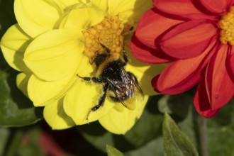 Buff tailed bumblebee (Bombus terrestris) adult bee insect feeding on a garden Dahlia flower in
