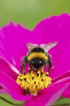 Buff tailed bumblebee (Bombus terrestris) adult bee insect feeding on a garden Cosmos flower in