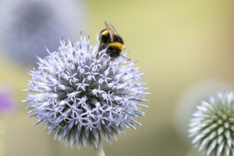 Buff tailed bumblebee (Bombus terrestris) adult bee insect feeding on a garden Globe thistle flower