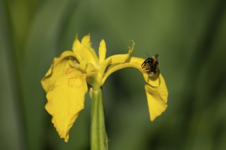 Buff tailed bumblebee (Bombus terrestris) adult bee insect on a garden yellow flag iris flower in