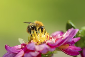 Common carder bumblebee (Bombus pascuorum) adult bee insect feeding on a garden Dahlia flower in