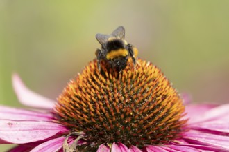 Buff tailed bumblebee (Bombus terrestris) adult bee insect feeding on a garden Coneflower