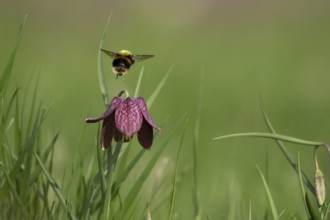 Buff tailed bumblebee (Bombus terrestris) adult bee insect flying from a Snake's head fritillary