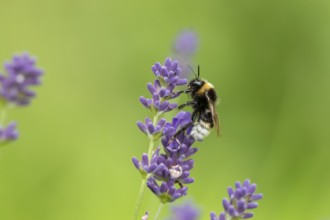 Buff tailed bumblebee (Bombus terrestris) adult bee insect feeding on a garden English lavender