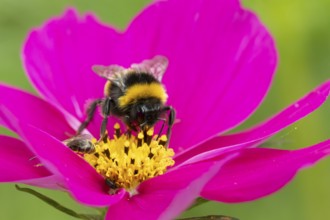 Buff tailed bumblebee (Bombus terrestris) adult bee insect feeding on a garden Cosmos flower in