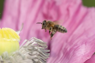 Honey bee (Apis mellifera) adult insect flying towards a garden poppy flower in summer, England,