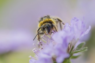 Buff tailed bumblebee (Bombus terrestris) adult bee insect feeding on a Field scabious flower in