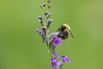 Common carder bumblebee (Bombus pascuorum) adult bee insect feeding on a garden Toadflax flower in