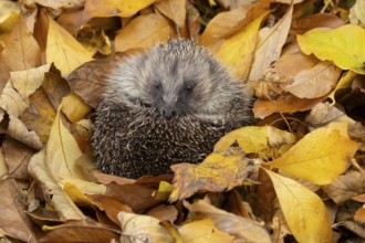European hedgehog (Erinaceus europaeus) adult animal curled in a ball for hibernation on fallen