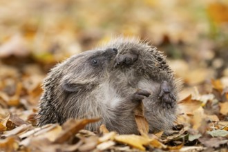 European hedgehog (Erinaceus europaeus) adult animal on fallen autumn leaves in a garden, England,