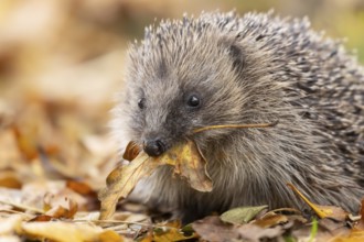 European hedgehog (Erinaceus europaeus) adult animal carrying a leaf in its mouth for bedding