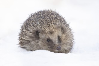 European hedgehog (Erinaceus europaeus) adult animal on snow in a garden in winter, England, United