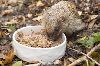 European hedgehog (Erinaceus europaeus) adult animal eating dog food from a pet bowl in a garden in