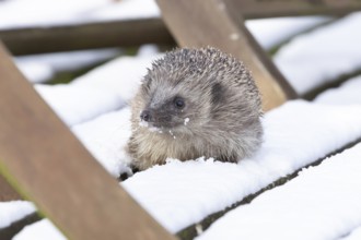 European hedgehog (Erinaceus europaeus) adult animal on snow covered garden wooden decking in