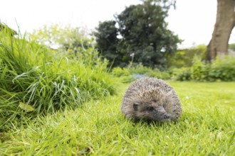 European hedgehog (Erinaceus europaeus) adult animal on a garden grass lawn next to a patch of long
