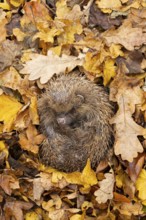 European hedgehog (Erinaceus europaeus) adult animal curled in a ball for hibernation on fallen
