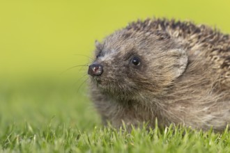 European hedgehog (Erinaceus europaeus) adult animal on a garden grass lawn in spring, England,