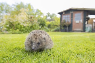 European hedgehog (Erinaceus europaeus) adult animal in a garden with a shed in the background in