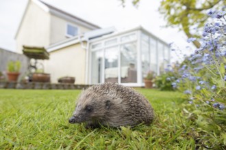European hedgehog (Erinaceus europaeus) adult animal on a garden grass lawn with a house in the