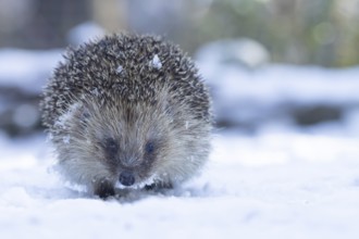 European hedgehog (Erinaceus europaeus) adult animal walking on snow in a garden in winter,