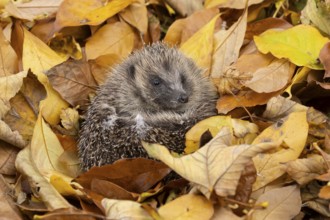 European hedgehog (Erinaceus europaeus) adult animal curled in a ball on fallen autumn leaves in a