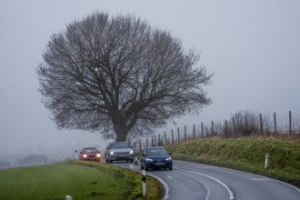 Thick fog, with low visibility, country road, Schuirweg, bare trees, winter, in Essen, North
