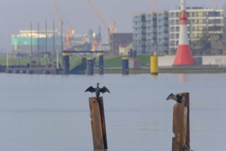 A cormorant (Phalacrocoracidae) stands on a steel stake and dries its wings in the background of