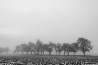 Fruit trees in winter in cloudy weather, black and white, Eckental, Middle Franconia, Bavaria,