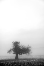 Fruit tree in winter in cloudy weather, black and white, Eckental, Middle Franconia, Bavaria,