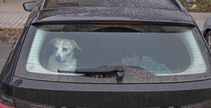 Waiting dog in the trunk of a car, Bavaria, Germany