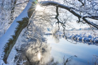 Snow-covered river landscape with trees, overhanging branch of English oak (Quercus robur)