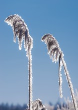 Hoarfrost, reed fronds covered with ice crystals, stalks and leaves, reeds (Phragmites australis)