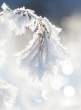 Close-up of ice crystals on a stalk, grass covered in hoarfrost, grasses, stalks, plants, wintery,