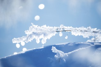 Close-up of ice crystals on a stalk, grass covered in hoarfrost over a snow-covered, hilly area,