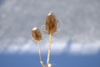 Wild teasel (Dipsacus fullonum) in winter, Bavaria, Germany