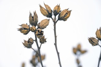 Seed capsules of the hibiscus (Hibiscus), Bavaria, Germany