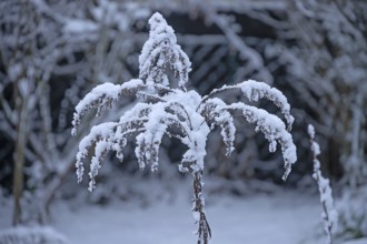 Snow on faded Solidago canadensis (Solidago canadensis), Bavaria, Germany