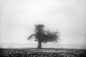 Fruit tree in winter when the weather is cloudy, Eckental, Middle Franconia, Bavaria, Germany